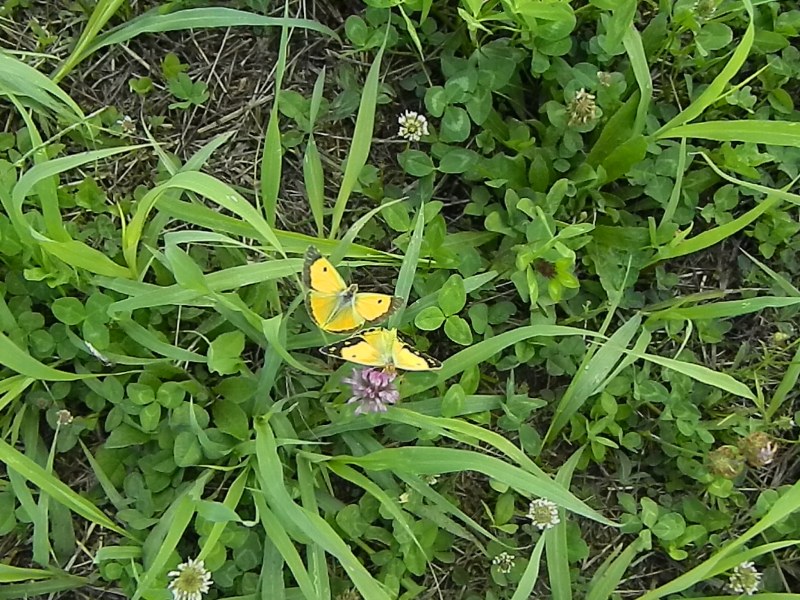 Colias crocea e uova